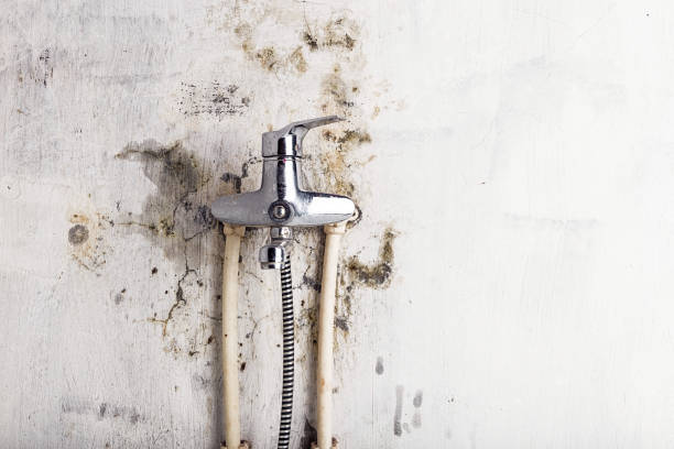 Best Mold Remediation for Specific Building Types in Merrill, IA