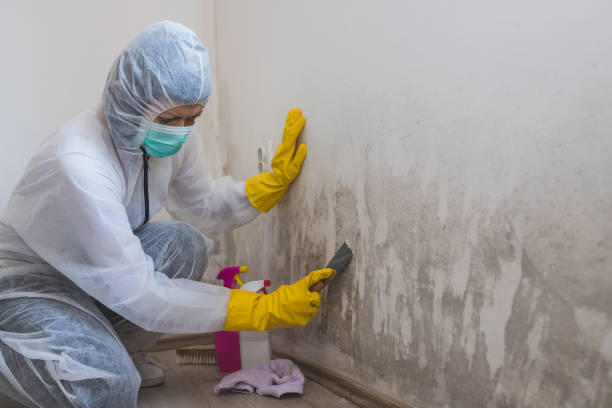 Best Mold Remediation for Specific Building Types in Merrill, IA